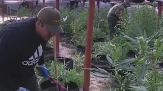 Exclusive look at San Bernardino County's push to stop illegal marijuana grow houses