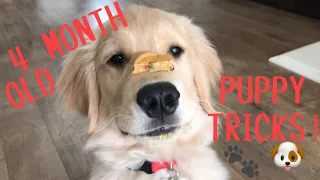 SUPER SMART PUPPY | 4 MONTH OLD GOLDEN RETRIEVER PUPPY