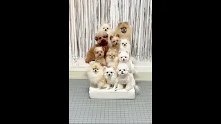 [Tiktok] Funny and Cute Pomeranian dog #32 #Shorts