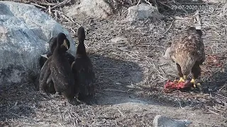 Pohjanmaan merimetsot ja merikotkat