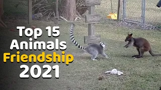Top 15 Best Animal Unbelievable Friendship in the World