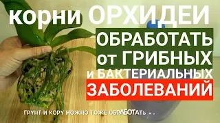 корни орхидеи ОБРАБОТКА от возбудителей грибных и бактериальных БОЛЕЗНЕЙ