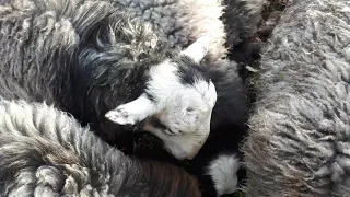Мы уже большие. Овцы романовской породы.