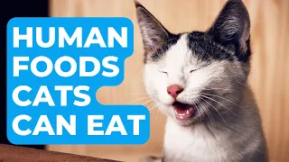 What Human Foods Can Cats Eat. Feeding Your Feline Friend