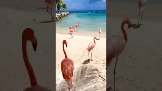 Розовые фламинго на островe Аруба🇦🇼 Pink flamingos on the beach of the island of Aruba🇦🇼 #shorts
