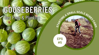 GOOSEBERRIES - BED PREP & PLANTING | FOOD FOREST MARKET GARDENING | PERMACULTURE BERRY FARM