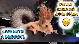 Как это- жить с белкой в квартире...!? 🤭🐿️🧡 Live with a scuirrel