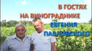 В ГОСТЯХ НА  ВИНОГРАДНИКЕ ЕВГЕНИЯ ПАВЛОВСКОГО