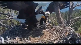 Shadow is again Run Off Nest by Jackie, Drama still with the Eagles in Big Bear April 12, 2024