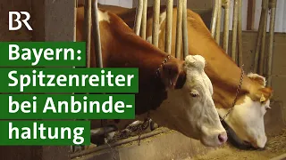 Tierwohl für Kühe: Weidehaltung, Laufstall, Anbindehaltung? | Landwirtschaft | Unser Land | BR