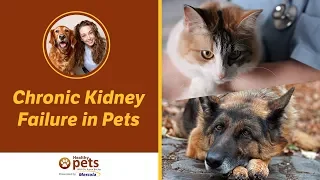 Dr. Becker Discusses Chronic Kidney Failure in Pets
