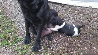 A Kind Mother Dog Begs Passersby to Help Her Hungry Puppies, She Has no Milk to Suckle