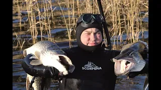 ПОДВОДНАЯ ОХОТА В ФИНЛЯНДИИ. Аландские острова.  ДИАЛОГИ С ПОДВОХАМИ Wild Fishing Finland