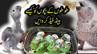 How to Hand feed Parrot Chicks | Raw parrot chicks | Ringneck parrot chicks