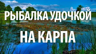 КАК ПОЙМАТЬ КАРПА на УДОЧКУ