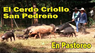 EL CERDO CRIOLLO SAN PEDREÑO EN PASTOREO