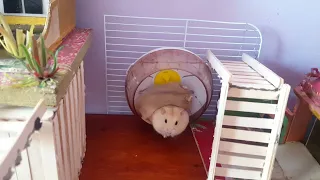 The world's largest hamster maze obstacle course!