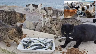 I bought all the fresh fish in the fish store and fed all the stray cats with raw fish. Cat Love
