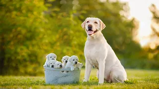 Mother Labrador Retriever Giving Birth