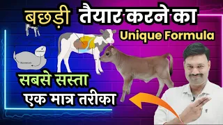 कम खर्च में बछड़ी को कैसे तैयार करें Unique Formula गाय के बच्चे को कैसे तैयार करें bachi ko taiyar