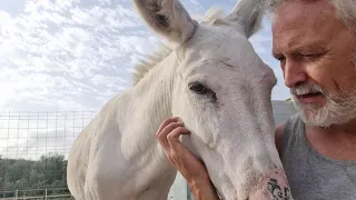 Depressed Donkey gets a new best friend!