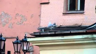 herring gull vs crow / серая чайка против вороны