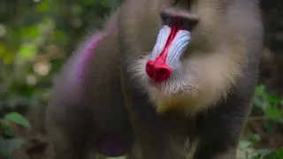 Mandrill is a primate most beautiful and biggest money in the world -wildlife