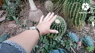 Кактусы 🌵🌵🌵в Ботаническом саду 🌵🌵🌵