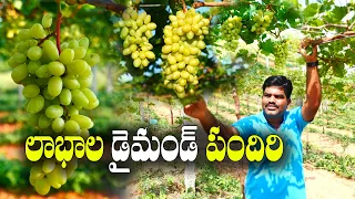 ప్రారంభంలోనే పెట్టుబడి | మొదటి పంటకే రూ. 3 లక్షలు | Grape Farming | Anji