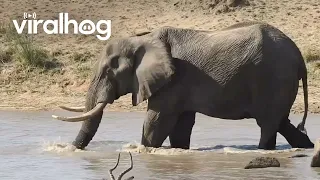 Elephant Goes For a Swim || ViralHog