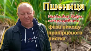 Початок виходу прапірцевого листка. Оцінка стану озимої пшениці.