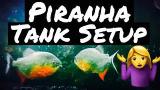 Piranha Aquarium Setup & Tank Care - Beginner?