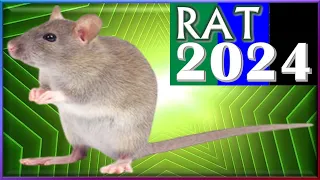 ✪ Rat Horoscope 2024 |✩| Born 2020, 2008, 1996, 1984, 1972, 1960, 1948, 1936