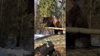 Медведь Том на танке.