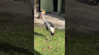 Grey Crowned Crane! #crane #bird #shortsvideo #shorts #short