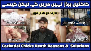 Cocktail Chicks Death Reasons | Solutions | Soft Food & Dry Mix Feed | @MirAvi
