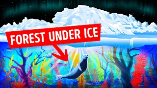 Scientists Found Forests Under the Arctic Ice, They Were Shocked