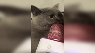 СМЕШНЫЕ ВИДЕО 2020😜🐱/ АПРЕЛЬ/ RUSSIAN UNUSUAL MEMES #12