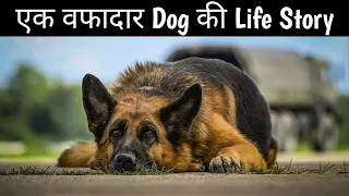 A Dog Named Palma | Movie Explained in Hindi | Sad & Emotional Movie | 6.9/10 IMDB Ratings