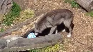 Wolves Easter Egg Hunt at BGW (April 5th, 2015)