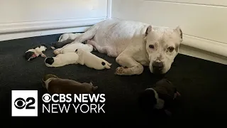 Local couple rescues dog and gets surprised with nine new puppies!