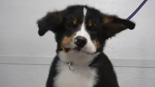 Bernese Mountain Dog puppy cheeks flap in the wind