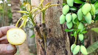 Double Verity Grafting On One Mango Tree | Homemade Natural Banana Hormone For Grafting Mango Trees