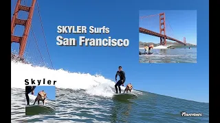 Skyler "The Surfing Dog" & Homer surf under the GOLDEN GATE BRIDGE, San Francisco, Ca.- [MAY  2022]