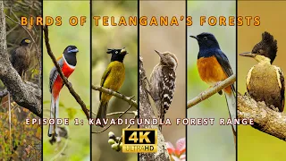 Birds Of  Telangana's Forest  | Episode 1 | Kavadigundla Forest Range #BirdsOfTelanganasForest