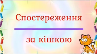 Спостереження за кішкою для дітей 6-7 р.ж.