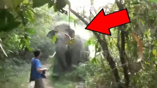 Man Trampled By Elephant, Eaten By Lion