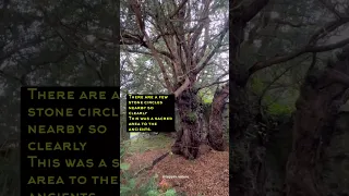 The Fortingall Yew Tree: A 5,000 year old tree in Perthshire, Scotland.