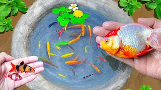 Most Amazing Catching Colorful Surprise Eggs, Turtle, Koi Fish, Butterflyfish, Goldfish in Tiny Lake