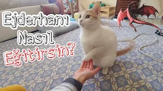 Kedimi nasıl eğitiyorum? Kedi eğitmek aslında çok kolay!